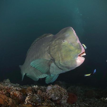 Coriana Dive Resort Waisai Exteriör bild