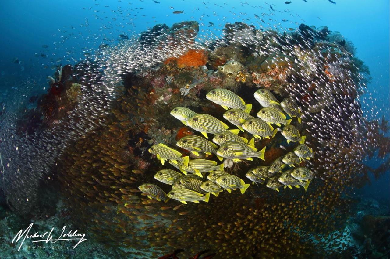 Coriana Dive Resort Waisai Exteriör bild