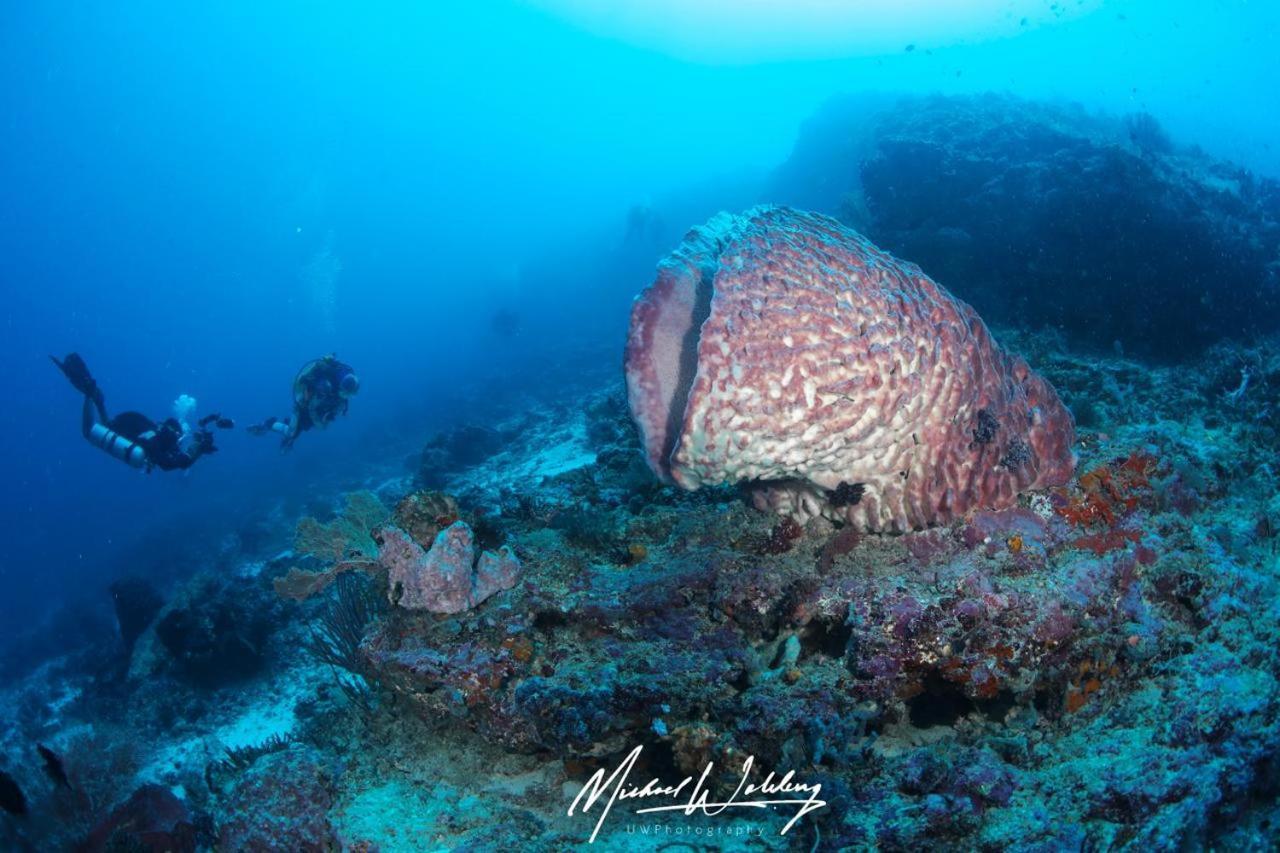 Coriana Dive Resort Waisai Exteriör bild